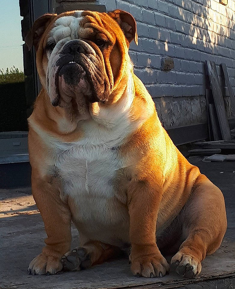 Thorgal participe au concours pour gagner de l'argent avec cette photo : ancient_dog_breeds, british_bulldogs, bulldog, canidae, carnivore, companion_dog, dog, dog_breed, fawn, korean_mastiff, mammal, non_sporting_group, old_english_bulldog, olde_english_bulldogge, ori_pei, renascence_bulldogge, snout, toy_bulldog, vertebrate, wrinkle