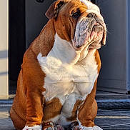 Galdor a rejoint le concours — aidez-le/la à gagner de superbes lots ! bulldog, dog, pet, animal, sitting, portrait, closeup, wrinkles, fawn_fur, white_chest, floppy_ears, short_muzzle, brown_and_white, paws, doorway, outdoor, sunlight, tile_floor, serious_expression, companion_animal