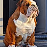 bulldog, dog, pet, animal, sitting, portrait, closeup, wrinkles, fawn_fur, white_chest, floppy_ears, short_muzzle, brown_and_white, paws, doorway, outdoor, sunlight, tile_floor, serious_expression, companion_animal