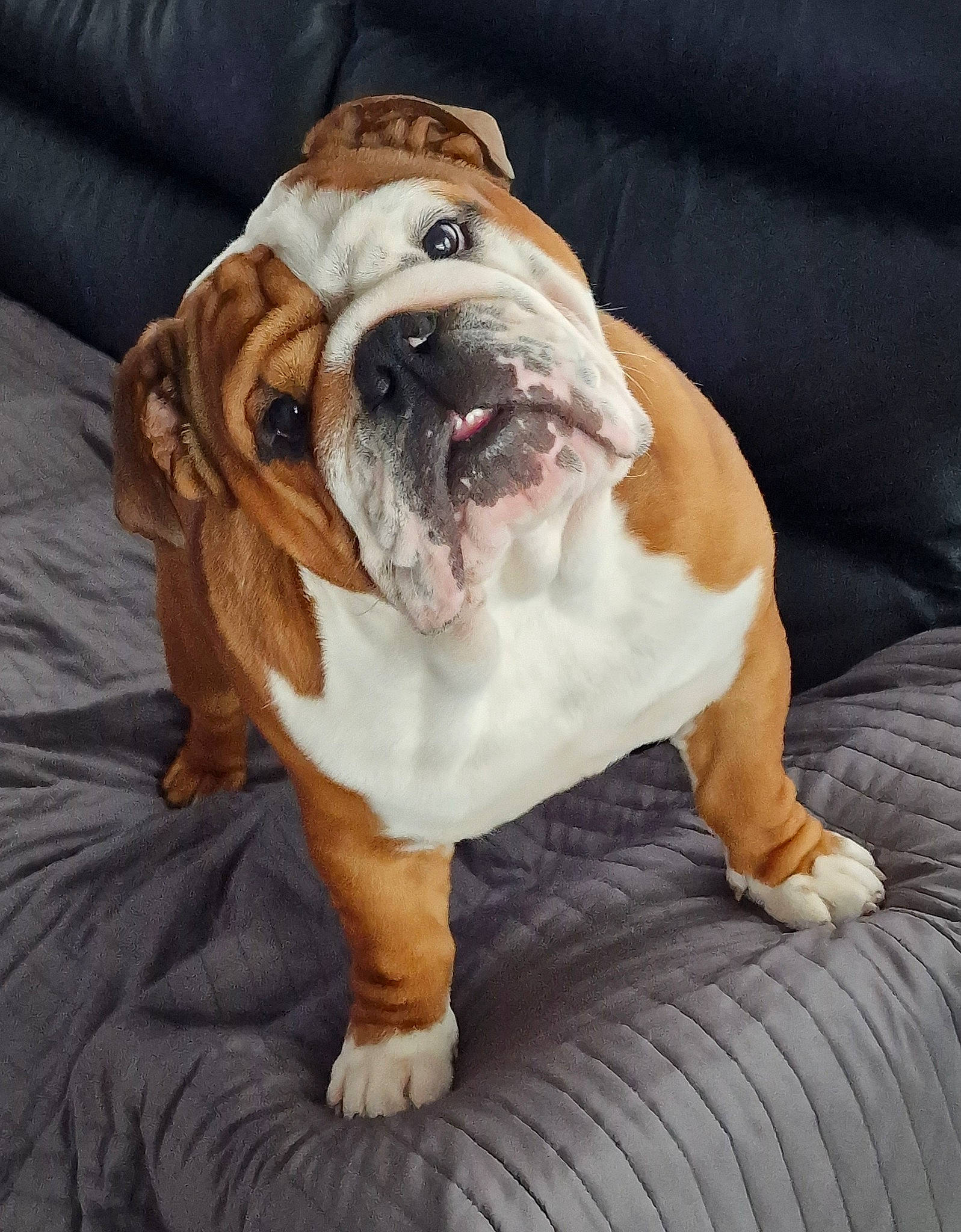 Galdor a rejoint le concours — aidez-le/la à gagner de superbes lots ! bulldog, canidae, carnivore, comfort, companion_dog, dog, dog_breed, dog_collar, fawn, non_sporting_group, old_english_bulldog, snout, sporting_group, terrestrial_animal, white_english_bulldog, wood, wrinkle