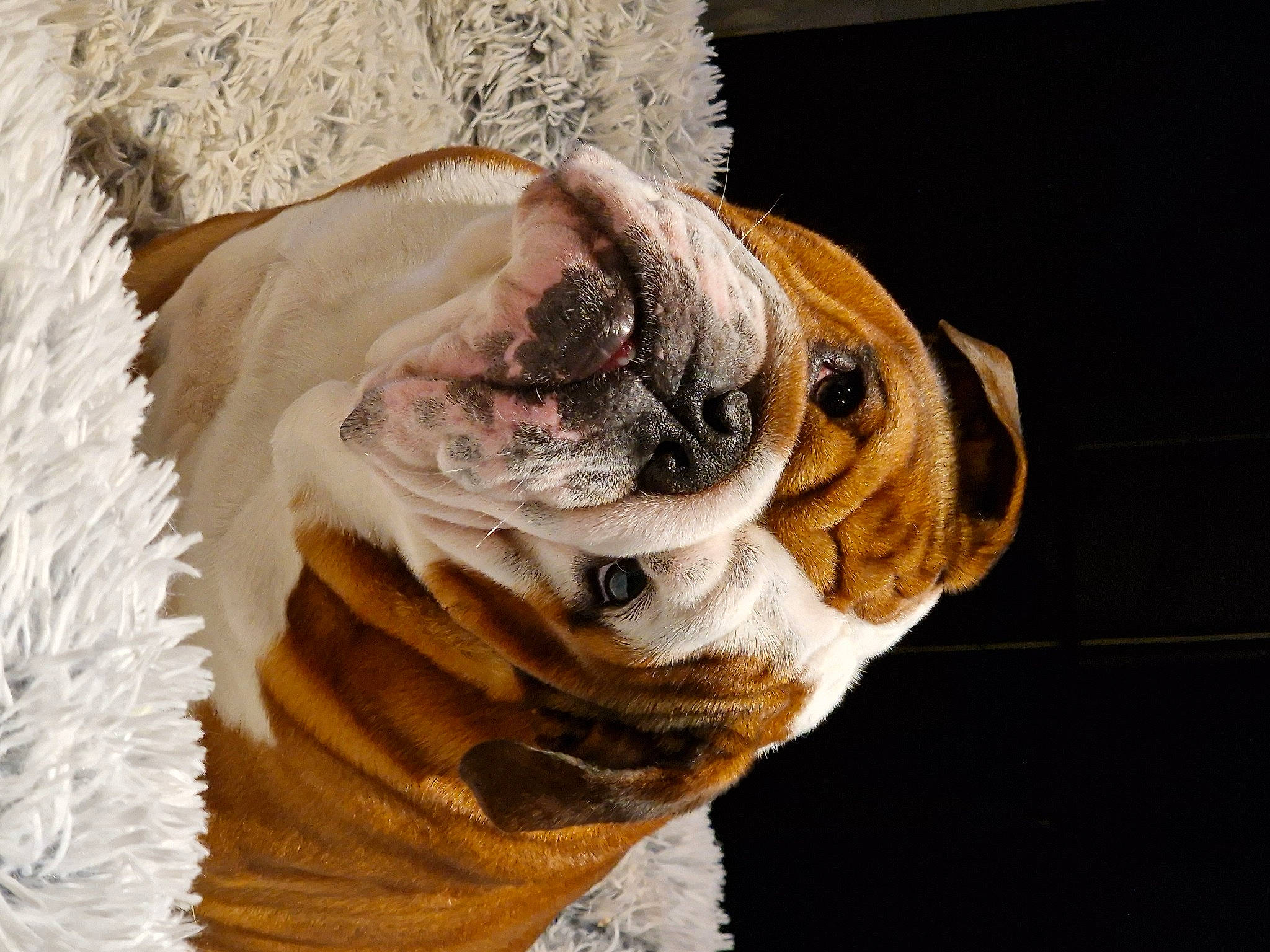 Galdor a rejoint le concours — aidez-le/la à gagner de superbes lots ! bulldog, canidae, carnivore, collar, companion_dog, dog, dog_breed, dog_collar, fawn, felidae, pet_supply, shar_pei, snout, sporting_group, terrestrial_animal, whiskers, window, wood, working_animal, wrinkle