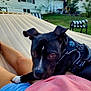 dog, black_dog, pet, hammock, outdoor, backyard, grass, person, relaxing, casual_clothing, pink_shirt, blue_shorts, sunlight, nature, furniture, chair, greenery, animal, companion, resting