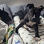 Lucius joined the competition — help win amazing prizes! dog, bed, blanket, pillow, indoor, resting, black_dog, white_markings, curious, relaxed, pet, animal, furniture, cozy, sleepy, ears, paw, collar, bedding, room