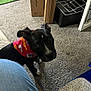 Lucius is registered to the contest to win money with this photo: puppy, dog, black_dog, bandana, carpet, indoor, cardboard_box, furniture, sofa, curious, looking_up, pet, cute, small_dog, home, casual, floor, green_rug, cheer, Kansas_City_Chiefs