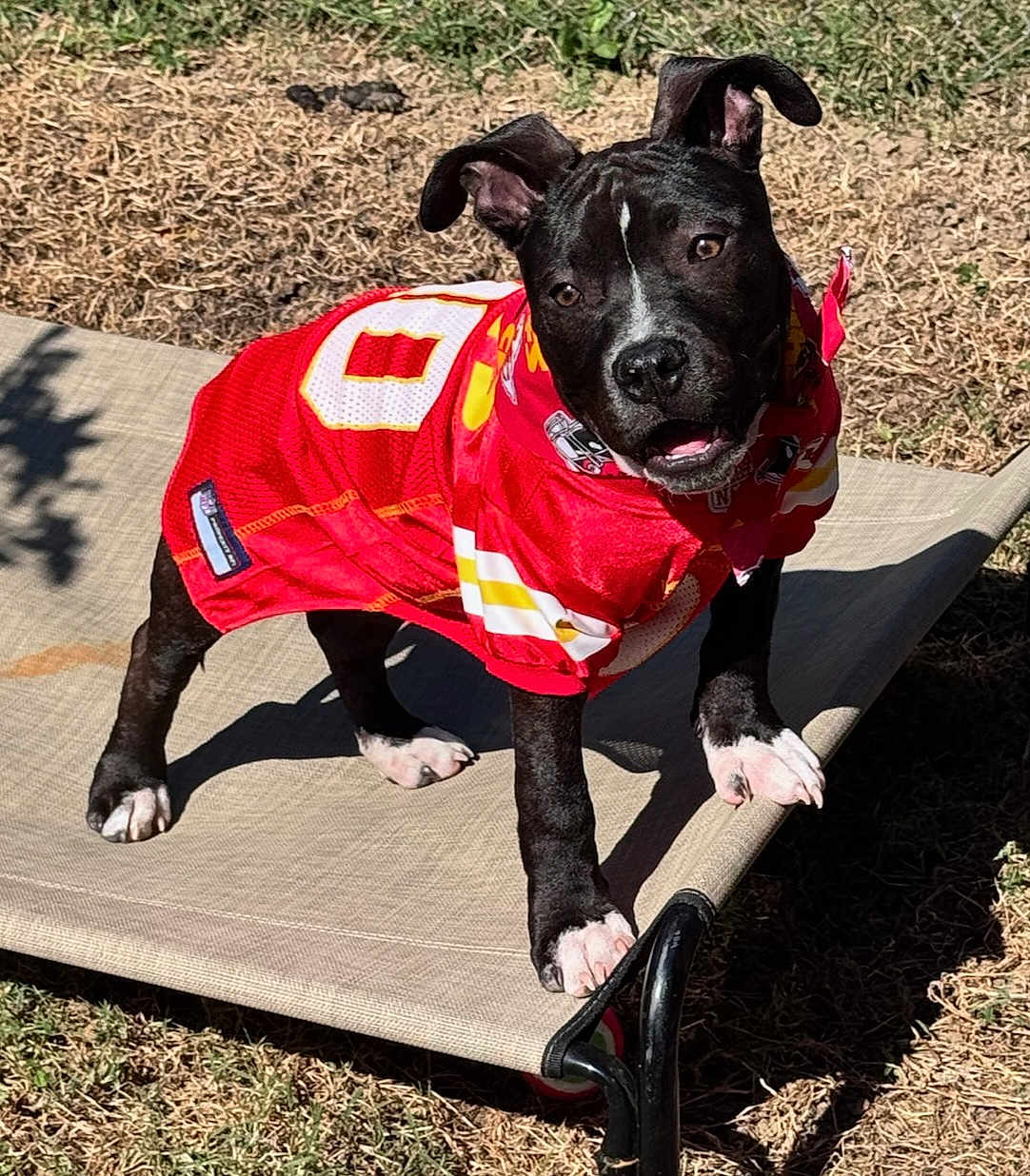 Lucius is registered to the contest to win money with this photo: dog, puppy, black_and_white, sports_jersey, pet_bed, outdoor, grass, sunlight, curious, ears, paw, animal, pet, canine, young_dog, playful, raised_bed, summer, daylight, looking