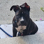 Lucius joined the competition — help win amazing prizes! puppy, dog, black_and_white, concrete, outdoor, leash, collar, ear, pet, young_dog, curious, sitting, sidewalk, plants, shadow, daylight, close_up, canine, animal, nature