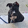 puppy, dog, black_and_white, concrete, outdoor, leash, collar, ear, pet, young_dog, curious, sitting, sidewalk, plants, shadow, daylight, close_up, canine, animal, nature