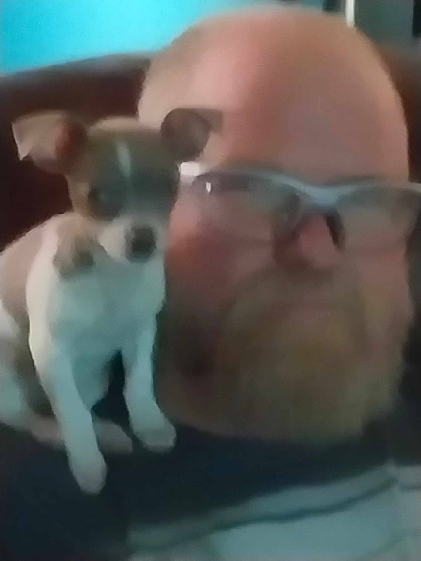 Tuck is registered to the contest to win money with this photo: man, bald, glasses, dog, small_dog, pet, shoulder, indoor, face, beard, closeup, portrait, sitting, companion, friendship, furniture, brown, white, blurry, casual