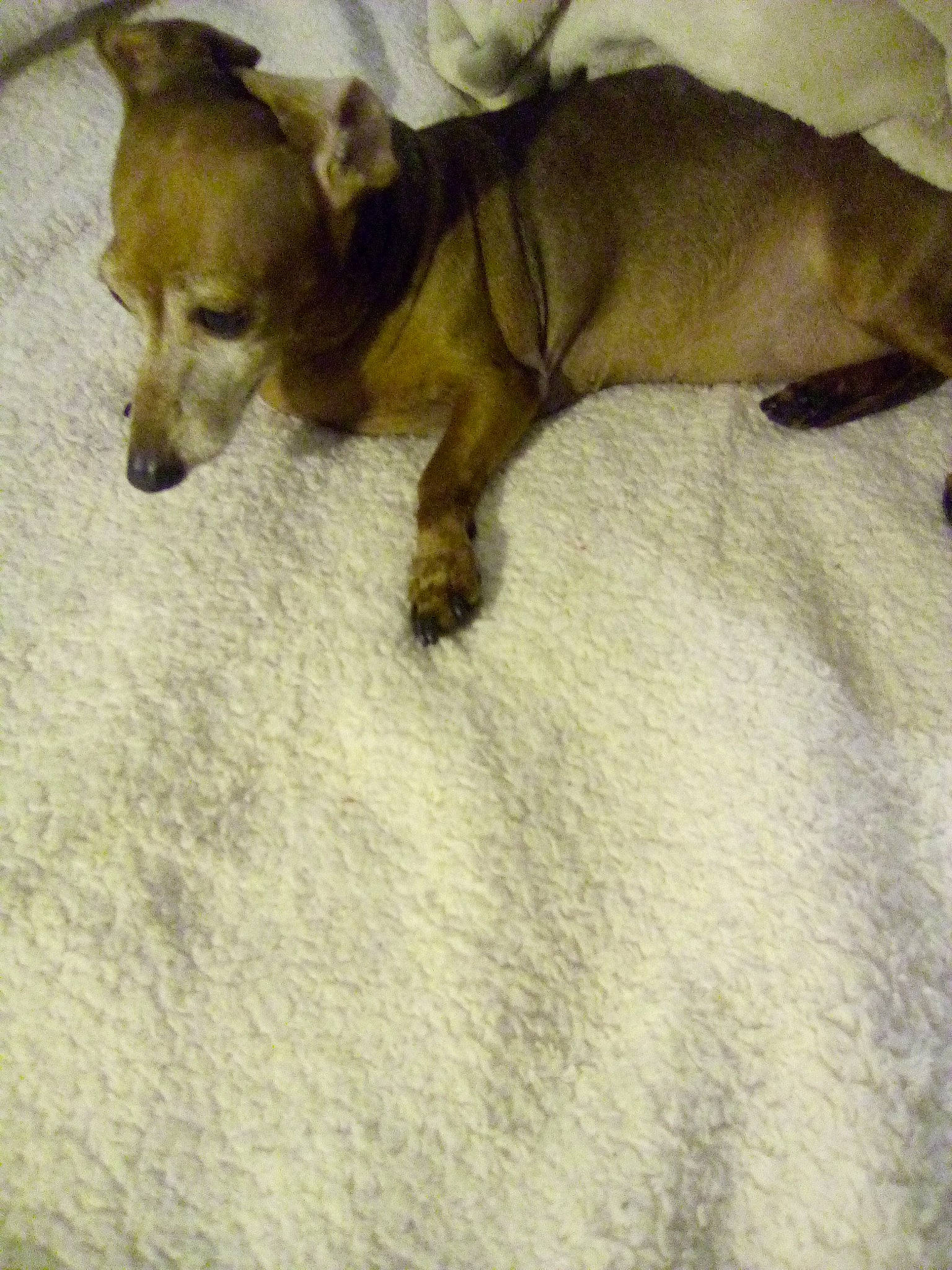 Bella is registered to the contest to win money with this photo: canidae, carnivore, comfort, companion_dog, dog, dog_breed, dog_supply, fawn, flooring, fur, linens, liver, nap, paw, snout, sporting_group, tail, terrestrial_animal, toy_dog, working_animal