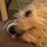 Xavier joined the competition — help win amazing prizes! animal, brown, carpet, chair, close_up, companion, cozy, cute, dog, domestic, fluffy, fur, indoor, muzzle, nose, pet, relaxing, resting, sleeping, whiskers