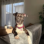 Awai participe au concours pour gagner de l'argent avec cette photo : dog, canine, pet, collar, pink_collar, couch, sofa, indoor, sunlight, shadow, curtains, window, living_room, plant, furniture, relaxing, paw, brown_dog, white_paw, domestic_animal