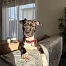 brown_dog, canine, collar, couch, curtains, dog, domestic_animal, furniture, indoor, living_room, paw, pet, pink_collar, plant, relaxing, shadow, sofa, sunlight, white_paw, window