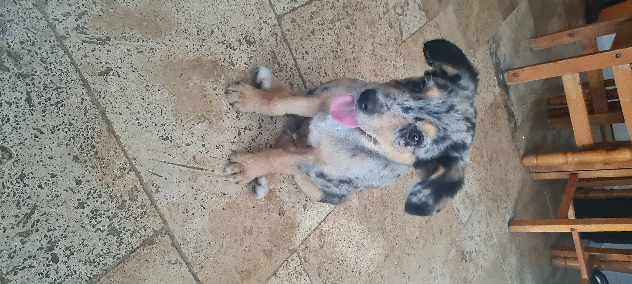 Ichigo participe au concours pour gagner de l'argent avec cette photo : canidae, carnivore, companion_dog, concrete, dog, dog_breed, fawn, flooring, fur, paw, sporting_group, tail, working_dog