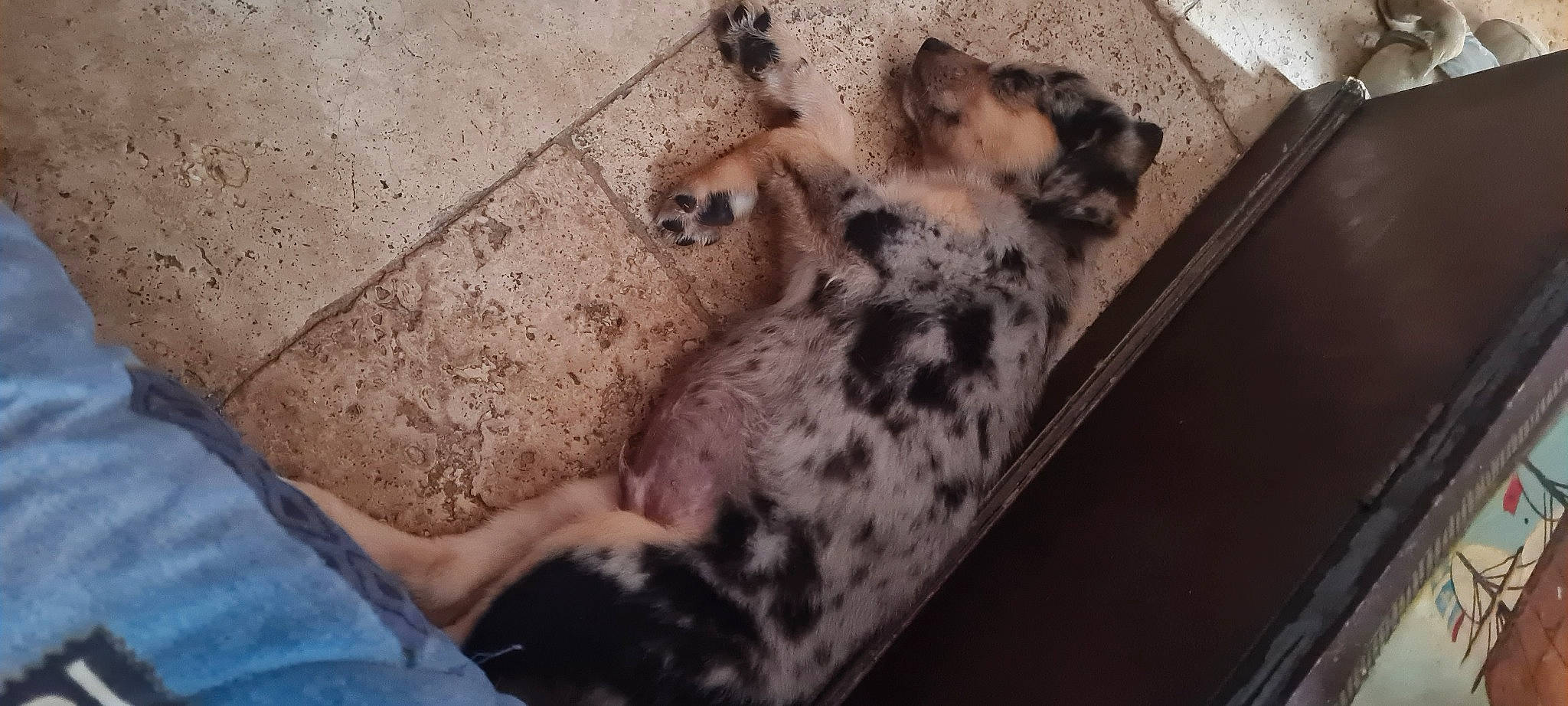 Ichigo a rejoint le concours — aidez-le/la à gagner de superbes lots ! big_cats, canidae, carnivore, comfort, companion_dog, dog_breed, fawn, felidae, flooring, foot, fur, human_leg, mammal, paw, small_to_medium_sized_cats, snout, sporting_group, terrestrial_animal, whiskers, wood