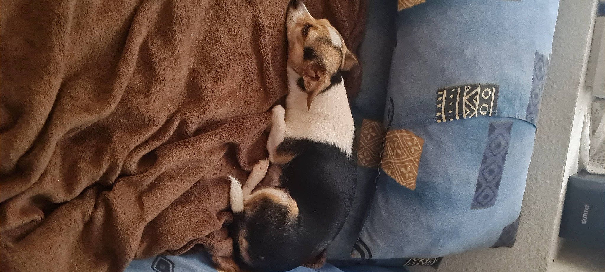 Lola participe au concours pour gagner de l'argent avec cette photo : blanket, canidae, carnivore, comfort, companion_dog, dog, dog_breed, dog_supply, fawn, fur, linens, non_sporting_group, paw, pet_supply, puppy, sporting_group, tail, wood, working_animal