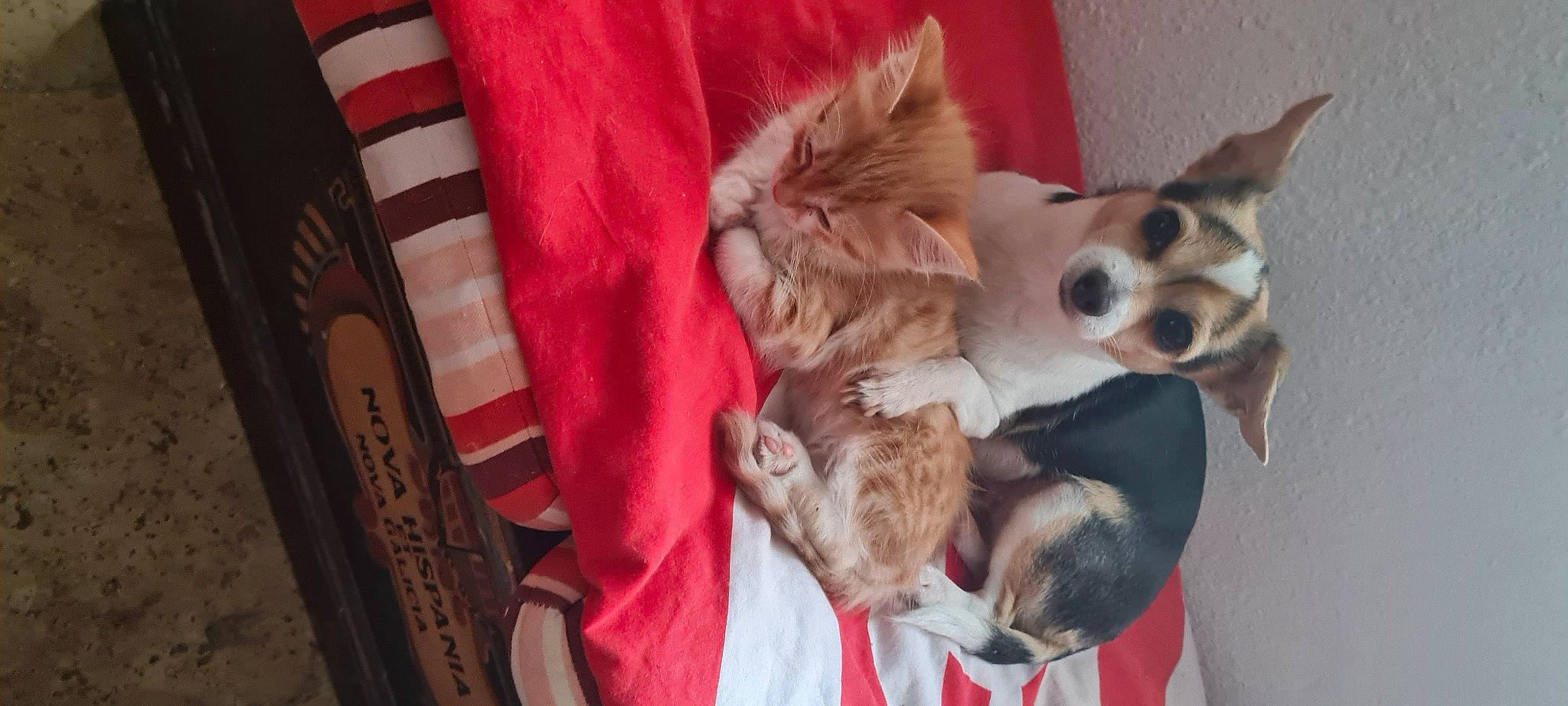 Lola participe au concours pour gagner de l'argent avec cette photo : canidae, carnivore, comfort, companion_dog, dog, dog_breed, dog_supply, fawn, felidae, fur, nap, paw, pomeranian, small_to_medium_sized_cats, spaniel, spitz, sporting_group, tail, toy_dog, whiskers