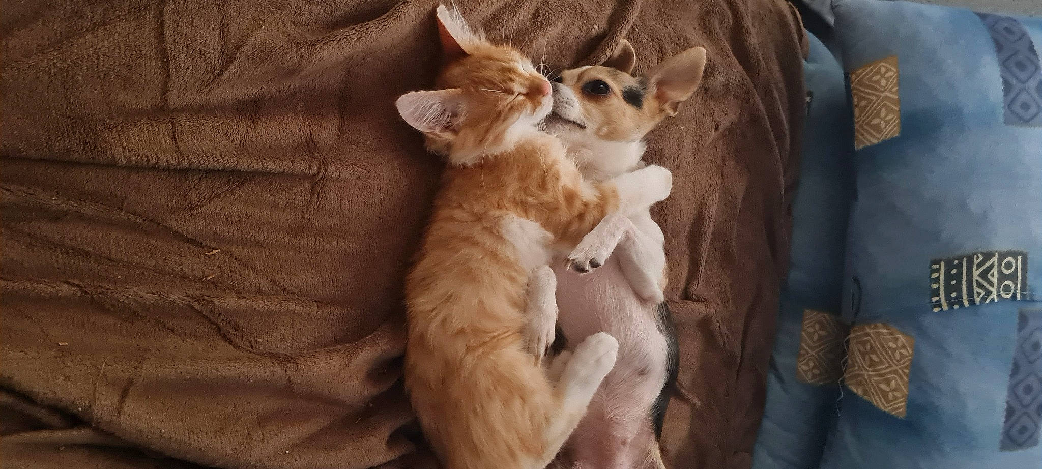 Saïko a rejoint le concours — aidez-le/la à gagner de superbes lots ! brown, canidae, carnivore, comfort, companion_dog, dog, dog_breed, dog_supply, fawn, felidae, fur, paw, small_to_medium_sized_cats, snout, sporting_group, tail, terrestrial_animal, whiskers, wood, working_animal