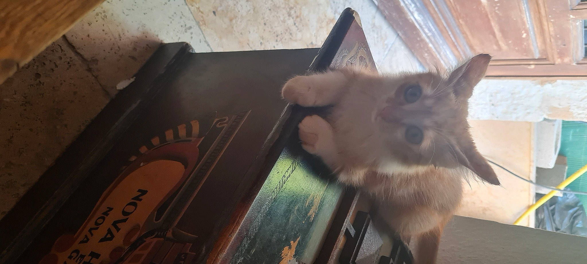 Saïko participe au concours pour gagner de l'argent avec cette photo : balinese, birman, book, canidae, carnivore, cat, fawn, felidae, fur, hardwood, metal, paw, siamese, small_to_medium_sized_cats, snout, tail, thai, tonkinese, whiskers, wood