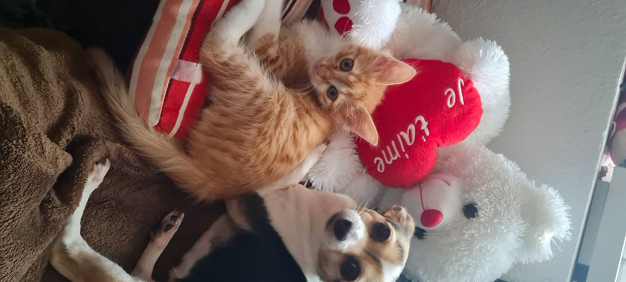 Saïko a rejoint le concours — aidez-le/la à gagner de superbes lots ! canidae, carnivore, cat, companion_dog, dog, dog_breed, dog_supply, fawn, felidae, fur, paw, photo_caption, small_to_medium_sized_cats, snout, sporting_group, stuffed_toy, tail, toy, toy_dog, whiskers