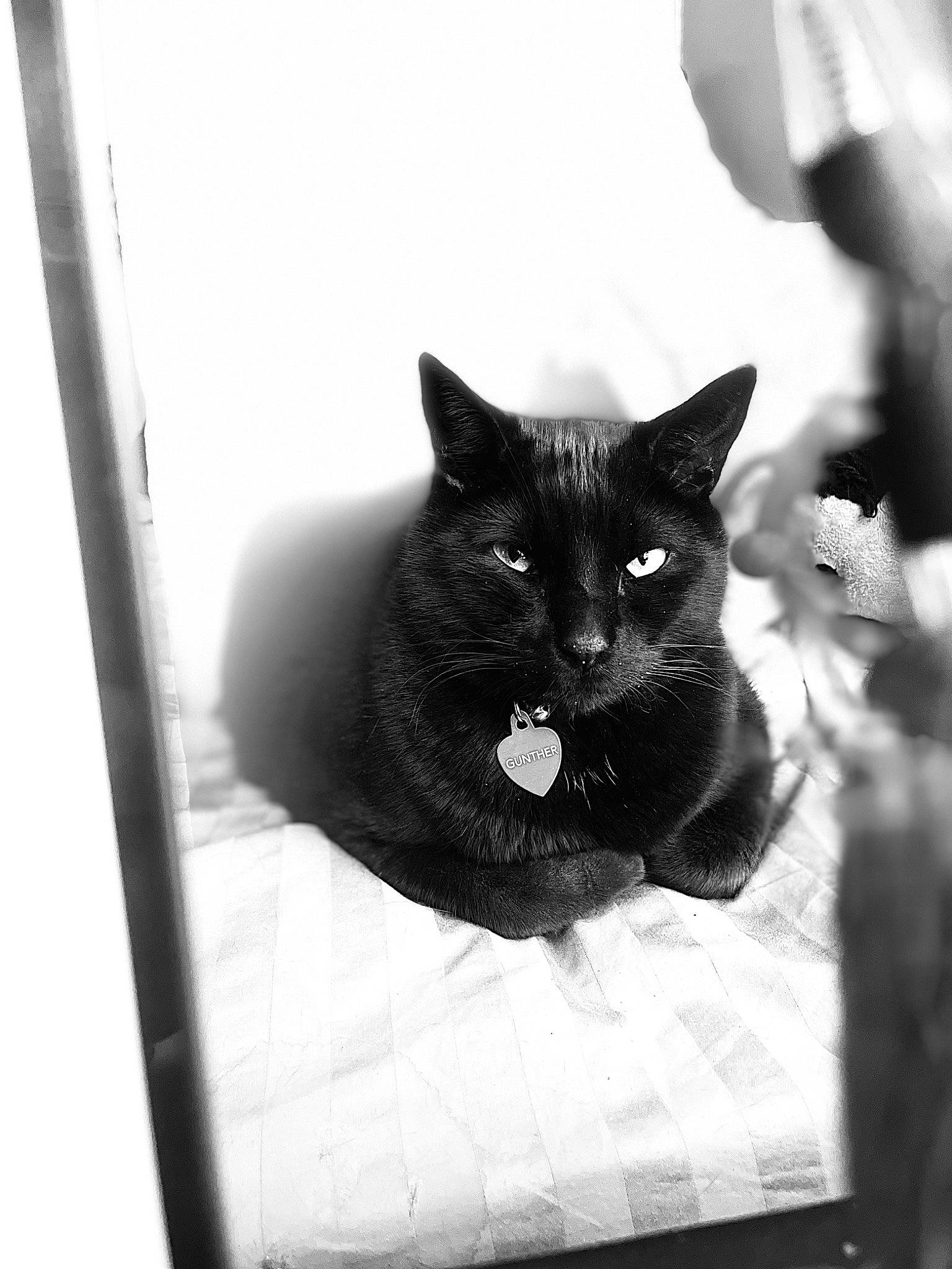 Gunther joined the competition — help win amazing prizes! black_and_white, black_cat, bombay, carnivore, cat, domestic_short_haired_cat, felidae, fur, grey, monochrome, monochrome_photography, pet_supply, rectangle, small_to_medium_sized_cats, snout, tail, terrestrial_animal, tints_and_shades, whiskers