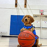 Butterball is registered to the contest to win money with this photo: animal, athletic, basketball, basketball_court, basketball_hoop, blue_jersey, court, cute, dog, gym, indoor, orange_ball, pet, playful, puppy, sitting, sports, team_sport, wooden_floor, young_dog