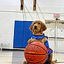 animal, athletic, basketball, basketball_court, basketball_hoop, blue_jersey, court, cute, dog, gym, indoor, orange_ball, pet, playful, puppy, sitting, sports, team_sport, wooden_floor, young_dog