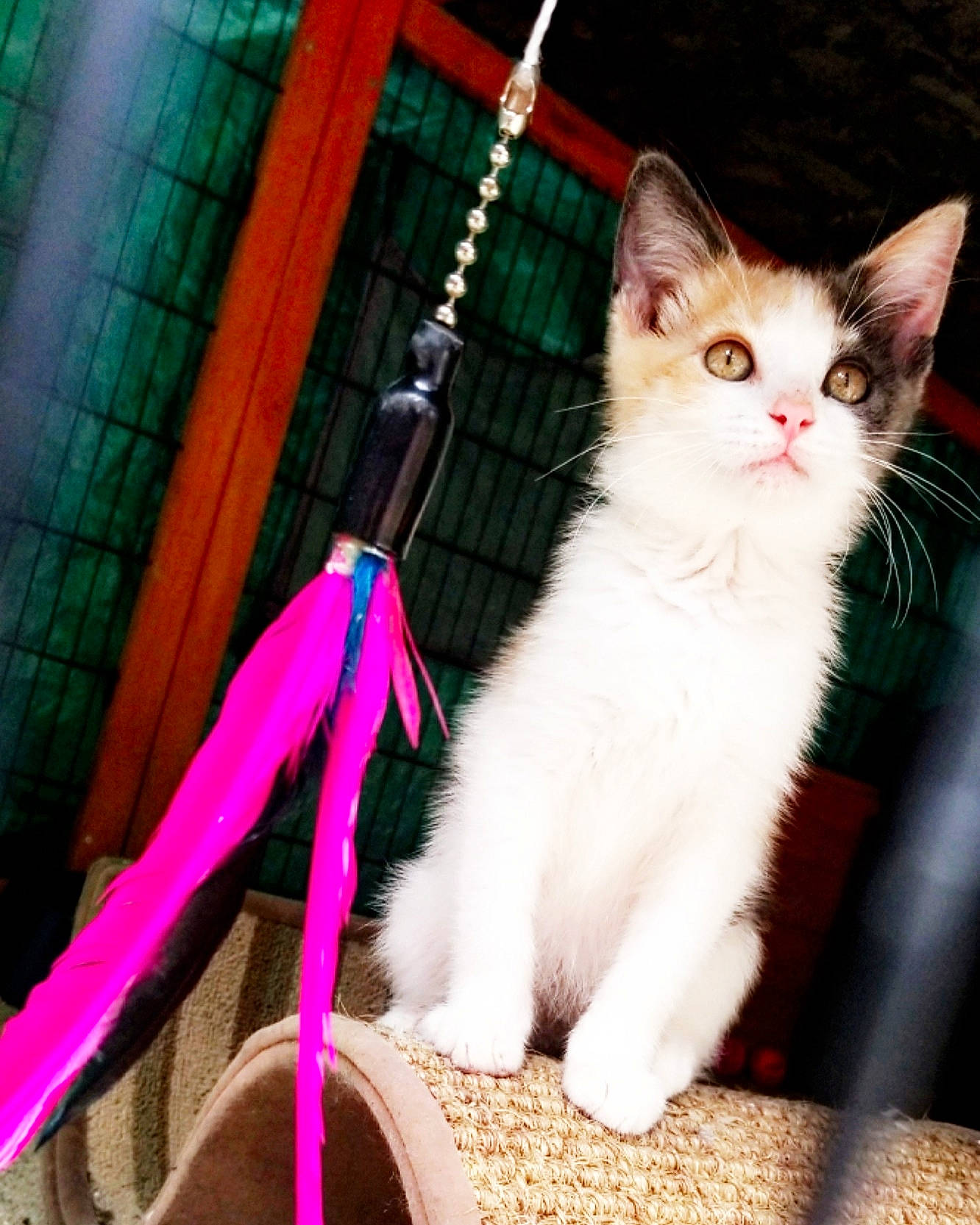 Fiona is registered to the contest to win money with this photo: carnivore, cat, domestic_short_haired_cat, event, eye, fawn, felidae, formal_wear, fur, human_leg, line, magenta, paw, photo_caption, pink, sitting, small_to_medium_sized_cats, snout, tail, whiskers