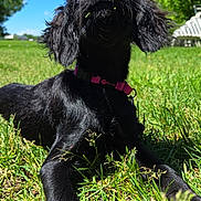 Evee joined the competition — help win amazing prizes! affenpinscher, animal, canine, cockerspaniel, dog, field, grass, grassland, green, lawn, nature, outdoors, park, pet, plant, puppy, summer, tree, vegetation, yard