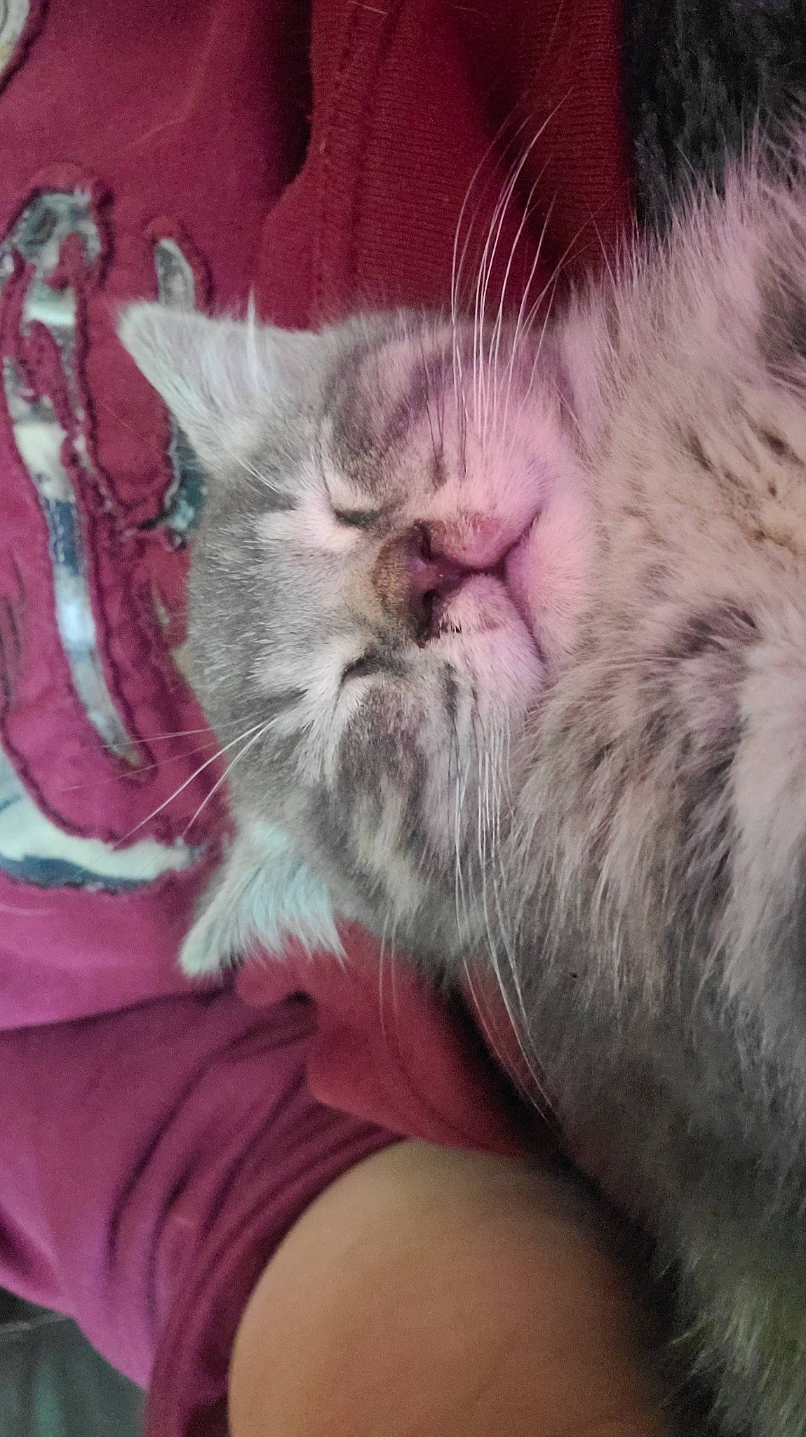 Finnegan is registered to the contest to win money with this photo: carnivore, cat, claw, comfort, domestic_short_haired_cat, fawn, felidae, fur, love, magenta, nap, paw, pink, sleep, small_to_medium_sized_cats, snout, tail, whiskers