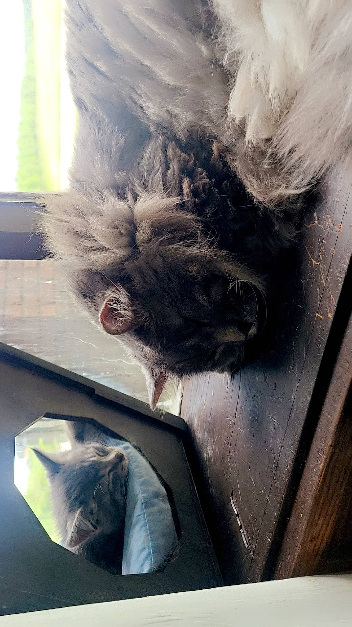 Finnegan is registered to the contest to win money with this photo: auto_part, automotive_exterior, automotive_window_part, comfort, feather, felidae, fur, glass, grey, human_leg, metal, room, small_to_medium_sized_cats, square, tail, tints_and_shades, vehicle_door, window, windshield, wing