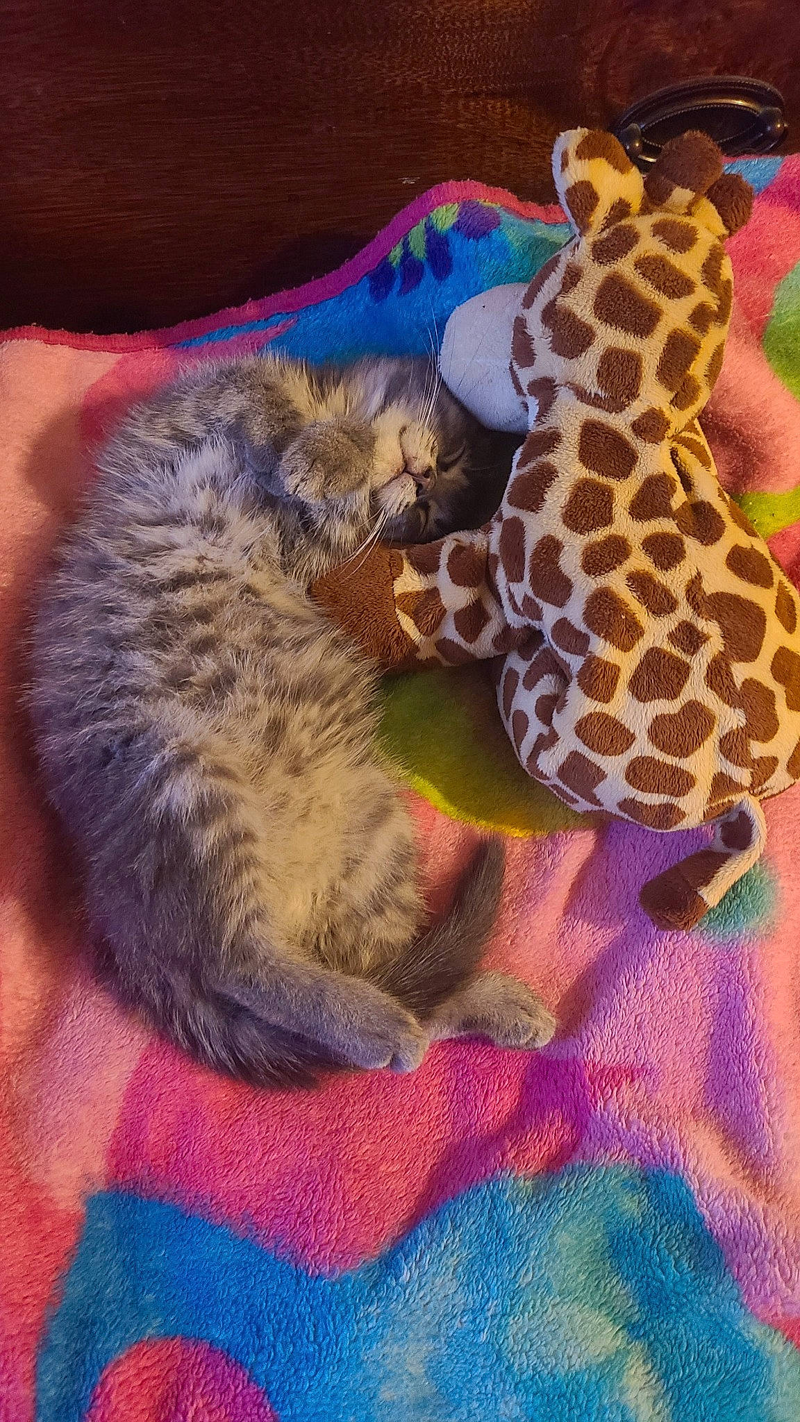 Finnegan joined the competition — help win amazing prizes! amphibian, big_cats, carnivore, cat, comfort, domestic_short_haired_cat, fawn, felidae, fur, giraffe, giraffidae, pattern, paw, small_to_medium_sized_cats, snout, stuffed_toy, tail, terrestrial_animal, toy, whiskers