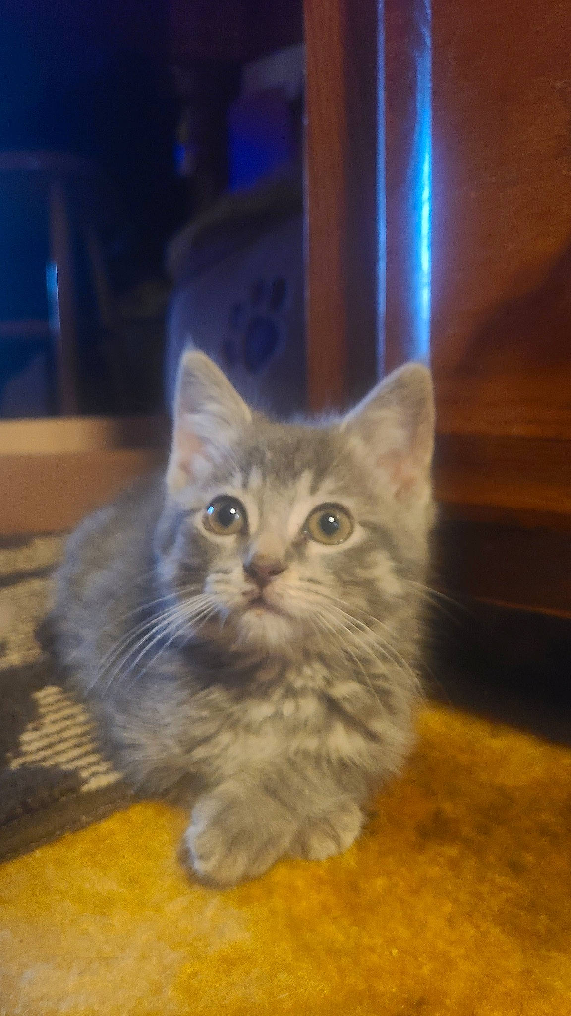 Finnegan is registered to the contest to win money with this photo: british_longhair, carnivore, cat, domestic_short_haired_cat, electric_blue, fawn, felidae, flooring, fur, hardwood, paw, pet_supply, small_to_medium_sized_cats, snout, terrestrial_animal, whiskers, wood