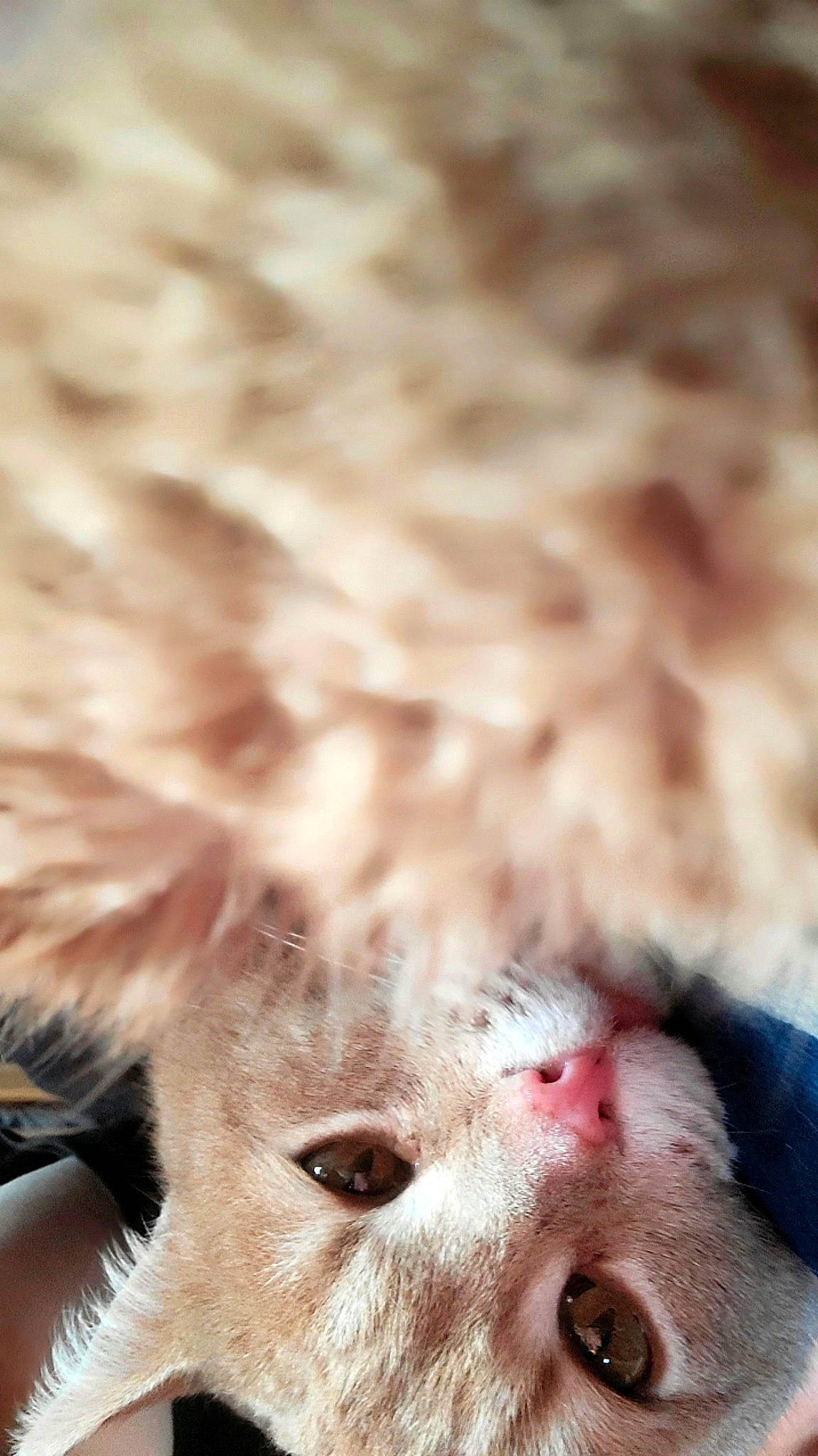 Warren is registered to the contest to win money with this photo: canidae, carnivore, cat, claw, close_up, dog_breed, domestic_short_haired_cat, eyelash, fawn, felidae, fur, gesture, paw, photo_caption, small_to_medium_sized_cats, snout, sporting_group, terrestrial_animal, whiskers, wildlife