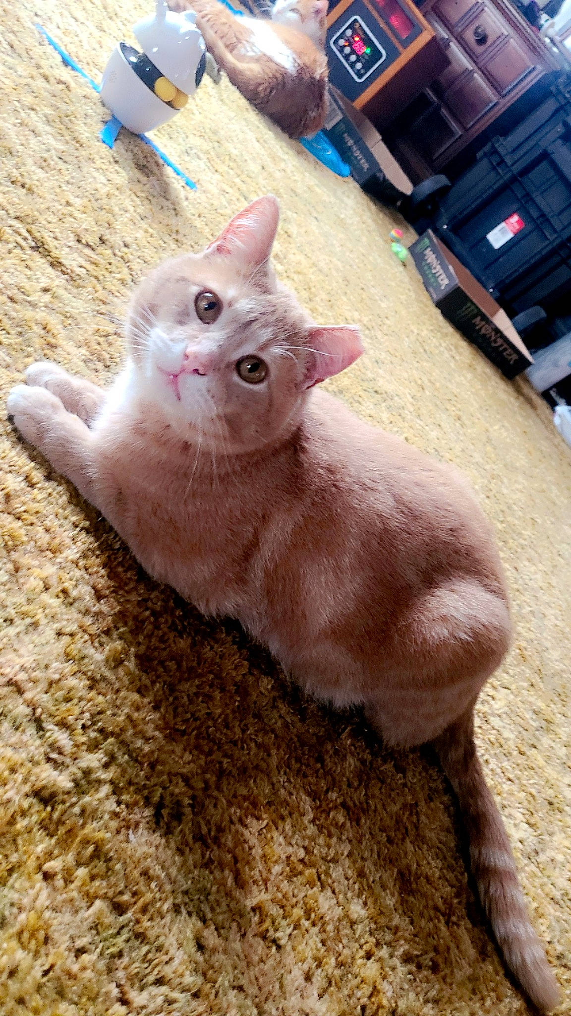 Warren is registered to the contest to win money with this photo: carnivore, cat, claw, domestic_short_haired_cat, fawn, felidae, fur, gesture, nail, paw, small_to_medium_sized_cats, snout, tail, terrestrial_animal, whiskers