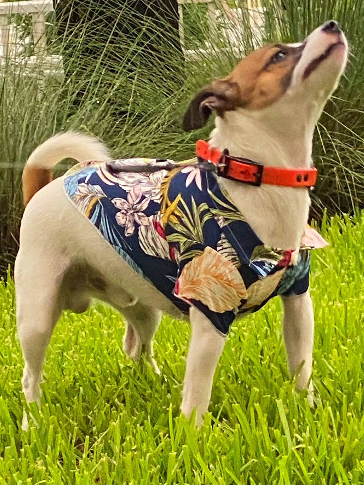 Oliver is registered to the contest to win money with this photo: carnivore, collar, companion_dog, dog, dog_breed, dog_clothes, dog_collar, dog_supply, eyewear, fashion_accessory, fawn, grass, leash, mammal, pet_supply, plant, snout, tail, vertebrate, working_animal