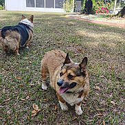 Bella is registered to the contest to win money with this photo: animal, canine, car, corgi, cute, dog, fur, grass, home, house, leaf, nature, outdoor, pet, sunlight, tongue_out, tree, two_dogs, walking, yard