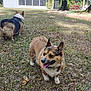 animal, canine, car, corgi, cute, dog, fur, grass, home, house, leaf, nature, outdoor, pet, sunlight, tongue_out, tree, two_dogs, walking, yard