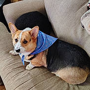 Emma joined the competition — help win amazing prizes! dog, corgi, bandana, blue_bandana, heart_pattern, couch, beige_couch, pet, indoor, wooden_floor, black_pillow, fur, animal, cute, looking_up, relaxed, small_dog, companion, home, cozy