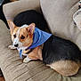 dog, corgi, bandana, blue_bandana, heart_pattern, couch, beige_couch, pet, indoor, wooden_floor, black_pillow, fur, animal, cute, looking_up, relaxed, small_dog, companion, home, cozy