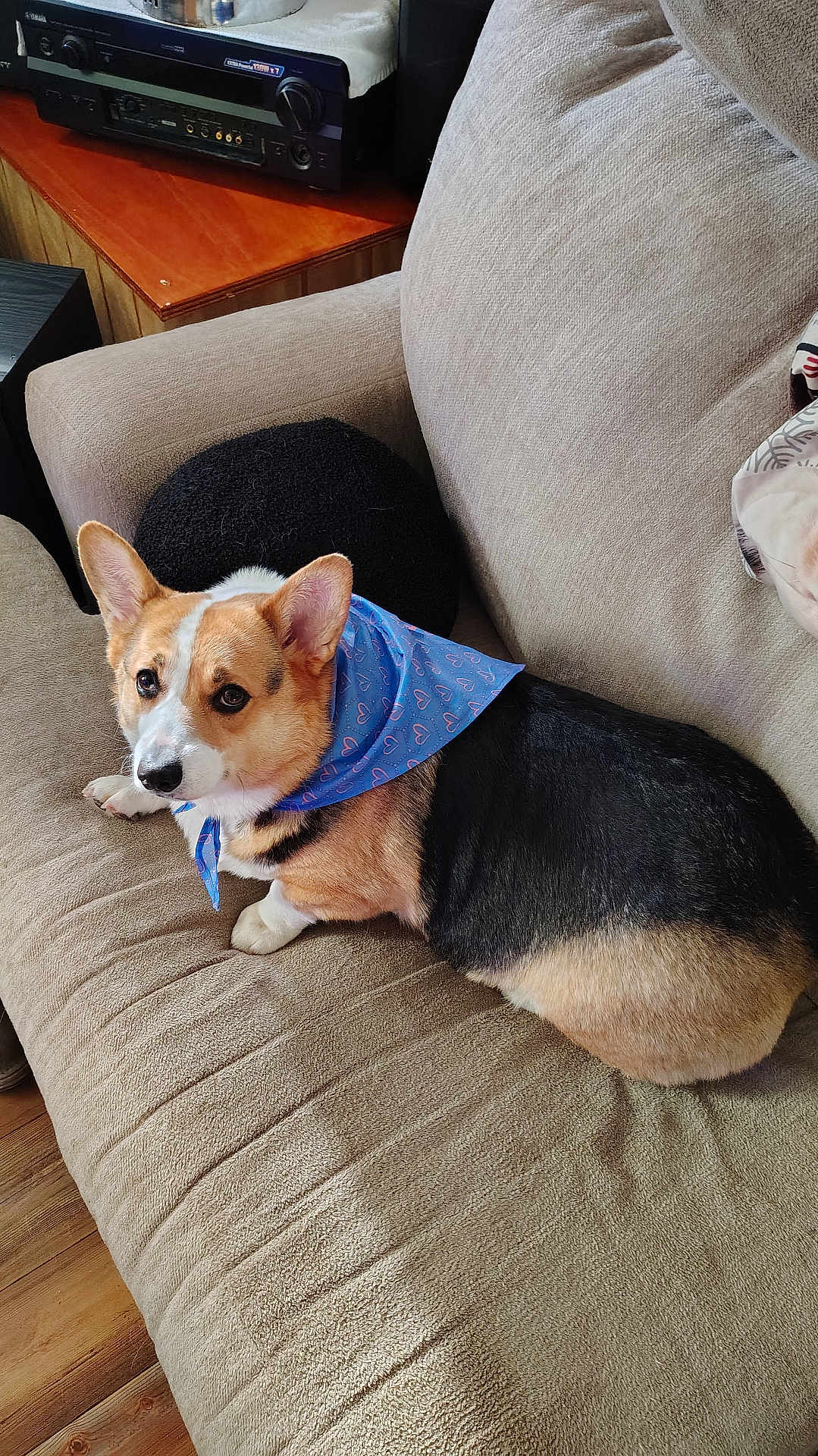 Emma joined the competition — help win amazing prizes! dog, corgi, bandana, blue_bandana, heart_pattern, couch, beige_couch, pet, indoor, wooden_floor, black_pillow, fur, animal, cute, looking_up, relaxed, small_dog, companion, home, cozy