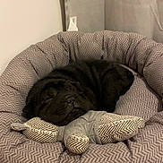 Angel participe au concours pour gagner de l'argent avec cette photo : dog, puppy, sleeping, bed, plush, toy, fabric_toy, indoor, floor, chew_toy, pink_toy, blue_toy, gray_bed, patterned_bed, cozy, resting, pet, cute, small_dog, relaxed