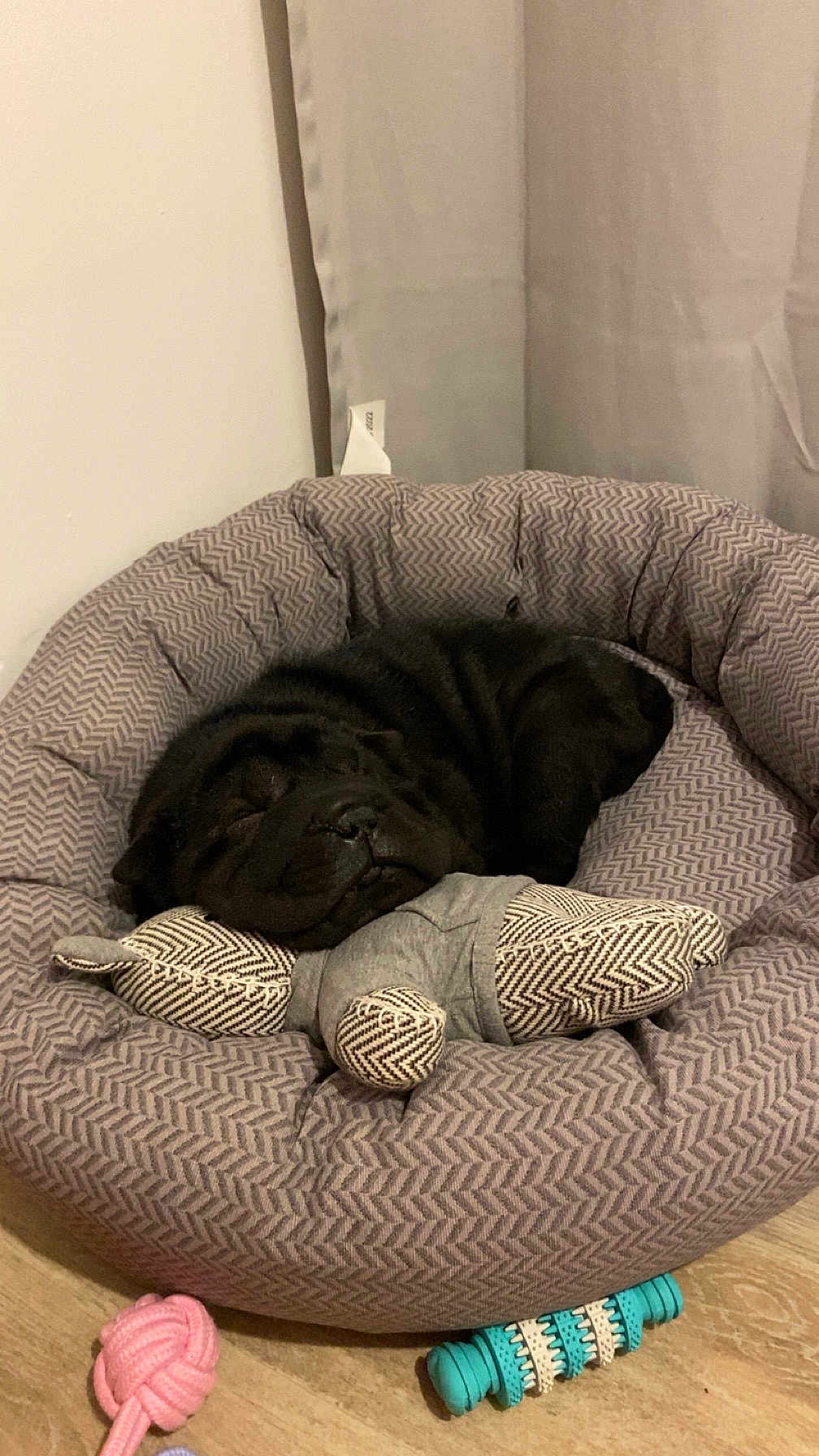 Angel participe au concours pour gagner de l'argent avec cette photo : dog, puppy, sleeping, bed, plush, toy, fabric_toy, indoor, floor, chew_toy, pink_toy, blue_toy, gray_bed, patterned_bed, cozy, resting, pet, cute, small_dog, relaxed