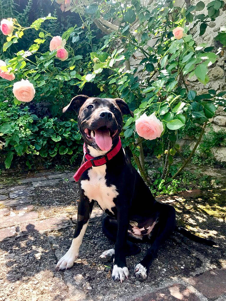 Lisca a rejoint le concours — aidez-le/la à gagner de superbes lots ! adventure, american_pit_bull_terrier, american_staffordshire_terrier, canidae, carnivore, dog, dog_breed, fawn, flower, mammal, non_sporting_group, pit_bull, plant, sporting_group