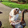 dog, animal, fluffy, metal_sculpture, bird_sculpture, outdoor, path, grass, greenery, rusty_metal, art, nature, daylight, garden, park, pet, side_view, quiet, peaceful, sculpture