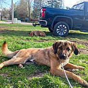 Rambo is registered to the contest to win money with this photo: dog, grass, truck, outdoor, leash, pet, canine, animal, daylight, nature, vehicle, parked_car, resting, brown_dog, chain_leash, rural, road, trees, sunny, sidewalk