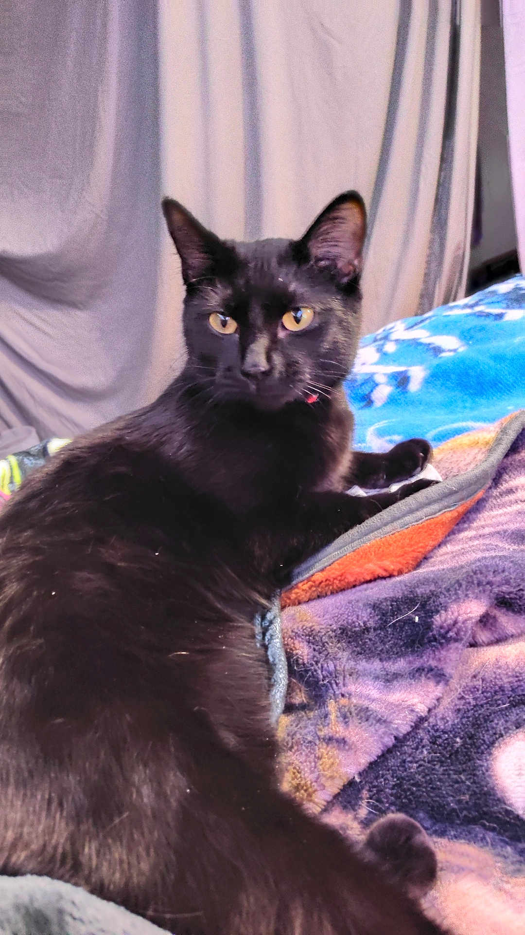 Jinx joined the competition — help win amazing prizes! black_cat, cat, pet, animal, feline, indoor, blanket, colorful_blanket, fur, whiskers, ears, golden_eyes, relaxed, resting, curtain, soft_texture, cozy, domestic_cat, looking_away, side_view