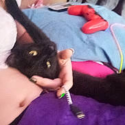 Jinx is registered to the contest to win money with this photo: black_cat, cat, pet, hand, person, purple_blanket, remote_control, red_game_controller, indoor, furniture, nail_polish, cable, curious, blurred, cozy, resting, living_room, electronics, relaxing, feline