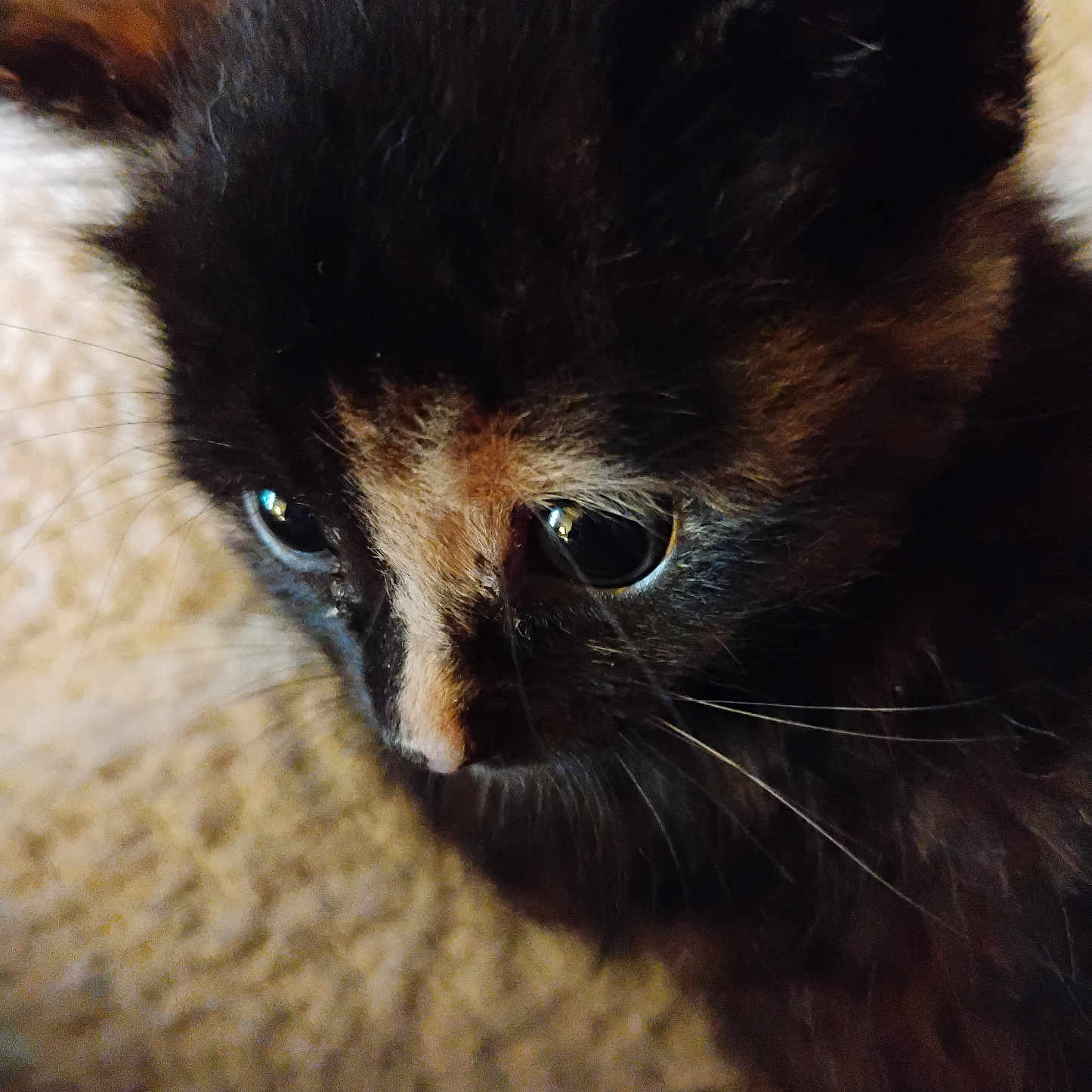 Hazel May joined the competition — help win amazing prizes! animal, cat, close_up, curious, cute, domestic_cat, eyes, face, feline, fur, indoor, kitten, macro, pet, portrait, resting, soft_texture, tortoiseshell, whiskers, young