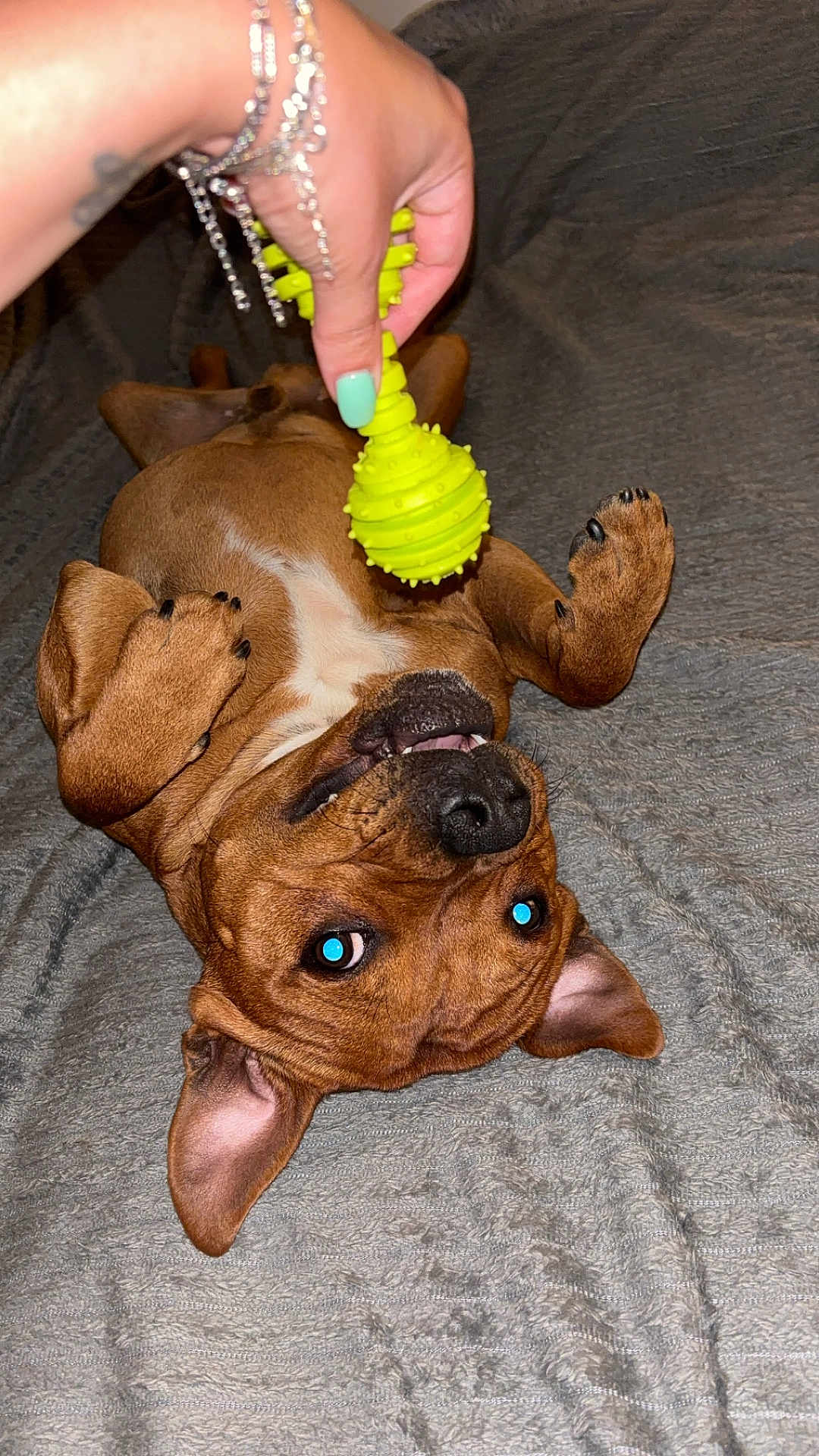 Venom participe au concours pour gagner de l'argent avec cette photo : dog, brown_dog, pet, toy, hand, nail_polish, bracelet, blanket, playful, indoor, cute, lying_down, looking_up, paw, ears, nose, mouth, furniture, texture, human
