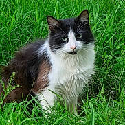 Poofy is registered to the contest to win money with this photo: animal, black_and_white, cat, closeup, curious, ears, face, feline, fur, grass, greenery, leaf, nature, outdoor, pet, plant, portrait, sitting, whiskers, wildlife